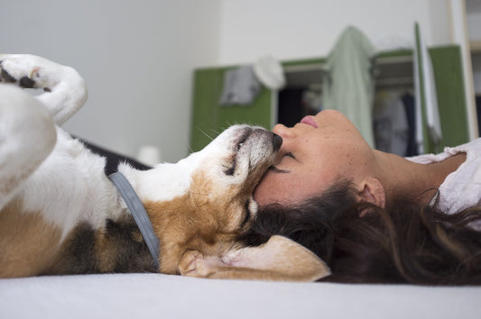 The Psychology of Pet Love: How Your Furry Friend Shows Affection